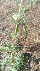 Sesamum indicum