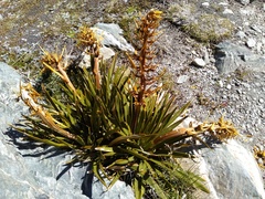 Aciphylla kirkii