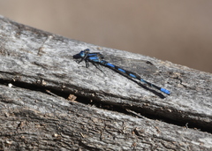 Argia leonorae