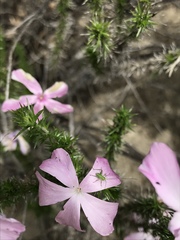 Platylyra californica