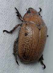 Anoplognathus velutinus