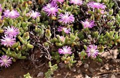 Drosanthemum subspinosum