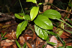 Celastrus subspicatus