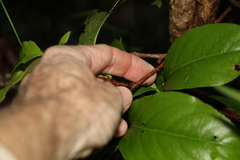 Celastrus subspicatus