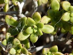 Aeonium lindleyi image