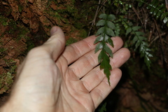 Asplenium polyodon
