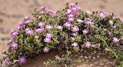 Drosanthemum subspinosum