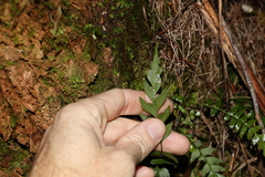 Asplenium polyodon