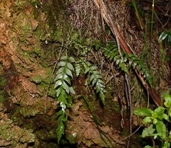 Asplenium polyodon
