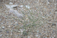 Eriogonum rotundifolium