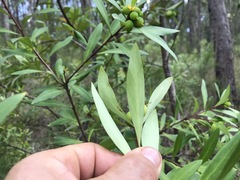 Persoonia levis