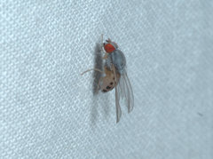 Luzonimyia cineracea