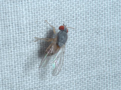 Luzonimyia cineracea