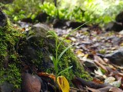Pterostylis porrecta