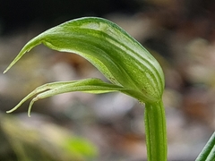 Pterostylis porrecta