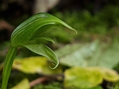 Pterostylis porrecta