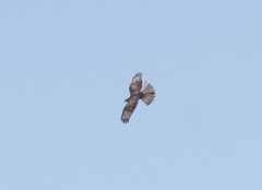 Buteo refectus