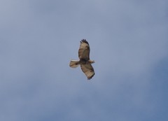 Buteo refectus
