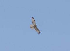 Buteo refectus