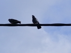 Columba livia domestica