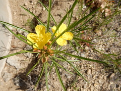 Oenothera berlandieri pinifolia