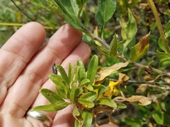 Trirhabda sericotrachyla