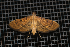 Tatobotys janapalis