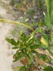 Trirhabda sericotrachyla