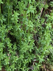 Galium leiocarpum