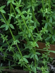 Galium leiocarpum