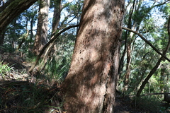 Eucalyptus campanulata