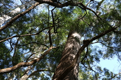 Eucalyptus campanulata