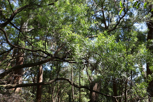 Image of Daviesia arborea by (c) Greg Tasney, some rights reserved (CC BY-SA)
