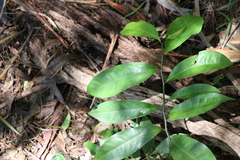 Eupomatia laurina
