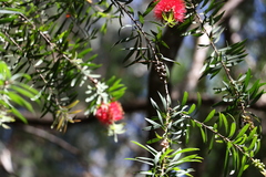Melaleuca montana