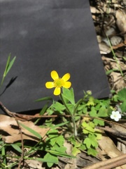 Ranunculus plebeius