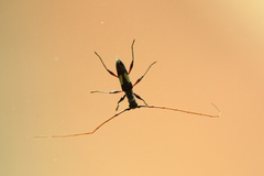 Gnomibidion fulvipes