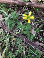 Ranunculus plebeius