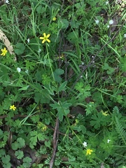 Ranunculus plebeius