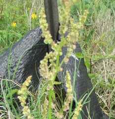 Rumex hastatulus