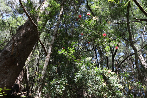 Image of Melaleuca montana by (c) Greg Tasney, some rights reserved (CC BY-SA)