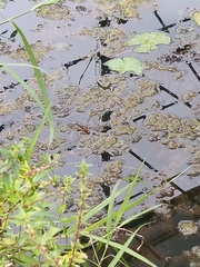 Hydrobasileus croceus