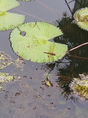 Hydrobasileus croceus