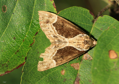 Hypena crassalis