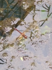 Hydrobasileus croceus