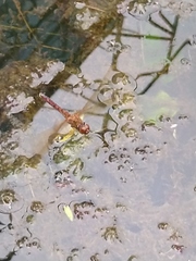 Hydrobasileus croceus