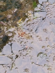 Hydrobasileus croceus