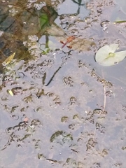 Hydrobasileus croceus