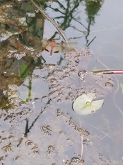 Hydrobasileus croceus