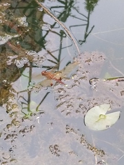 Hydrobasileus croceus